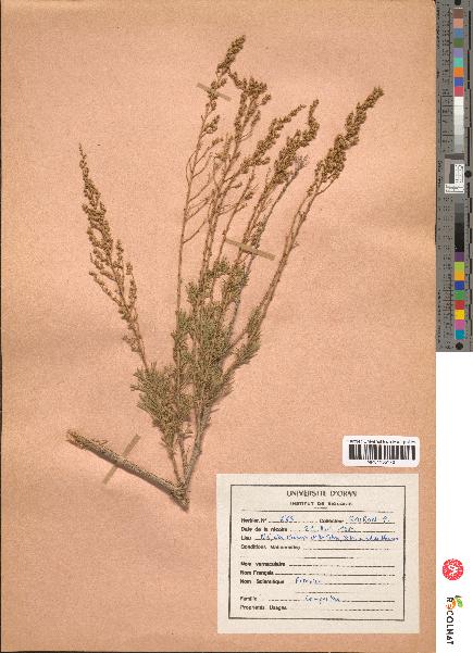 spécimen de Artemisia sp.