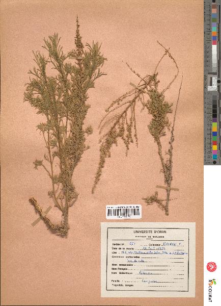 spécimen de Artemisia sp.