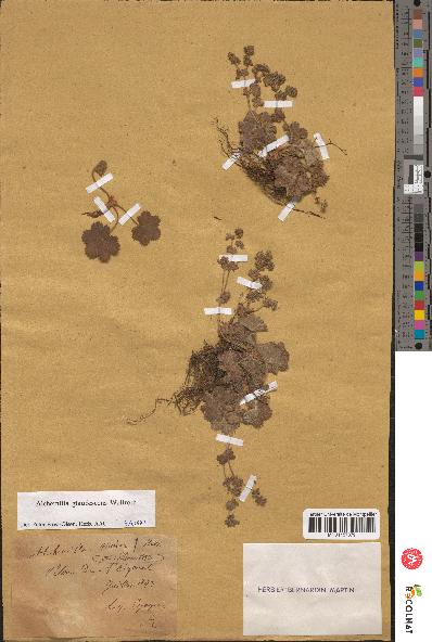 spécimen de Alchemilla hybrida