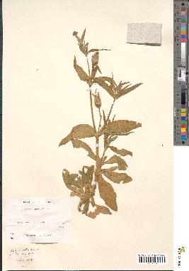 spécimen de Silene noctiflora