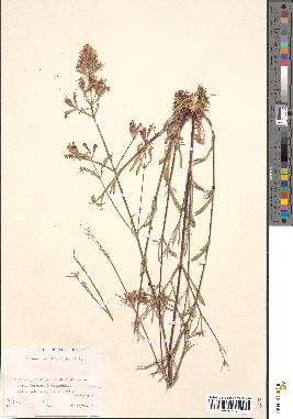 spécimen de Silene mellifera