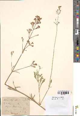 spécimen de Silene mellifera