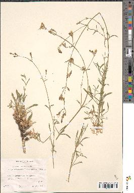 spécimen de Silene mellifera