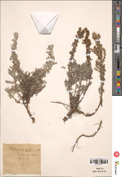 spécimen de Artemisia gallica