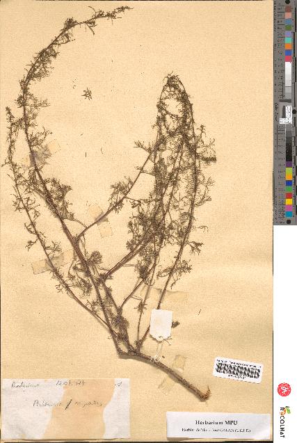 spécimen de Artemisia campestris