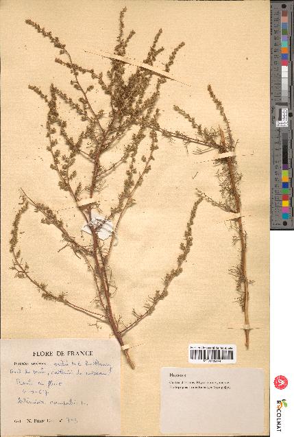 spécimen de Artemisia campestris