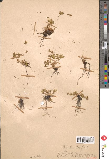 spécimen de Alchemilla hybrida