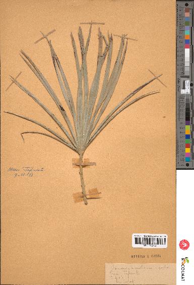 spécimen de Chamaerops humilis