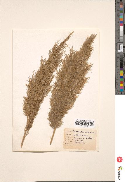 spécimen de Triticum sativum