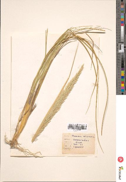 spécimen de Triticum sativum