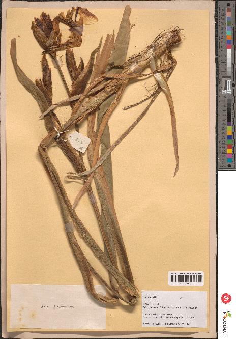 spécimen de Iris pseudacorus