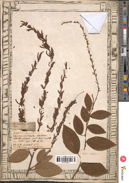 spécimen de Desmodium gangeticum