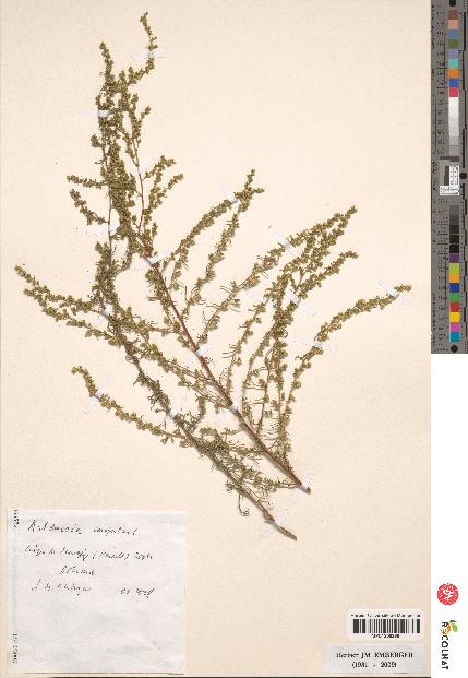 spécimen de Artemisia campestris