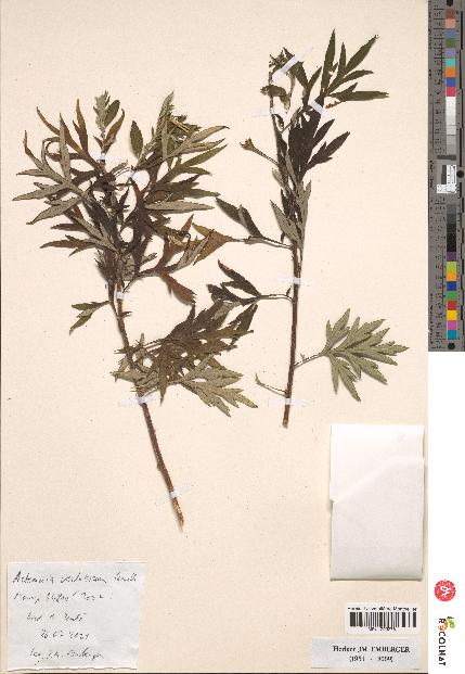 spécimen de Artemisia verlotiorum