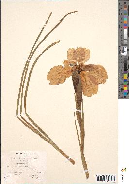 spécimen de Iris latifolia