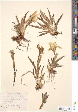 spécimen de Iris lutescens