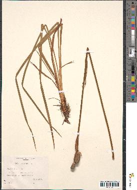 spécimen de Iris sibirica
