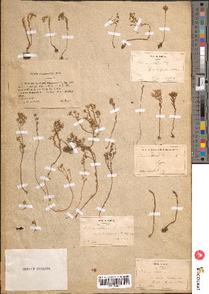 spécimen de Sedum villosum