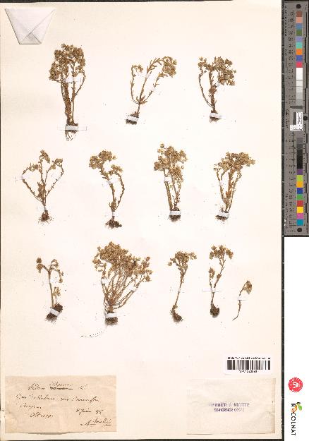 spécimen de Sedum villosum