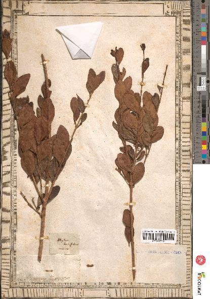 spécimen de Eugenia buxifolia