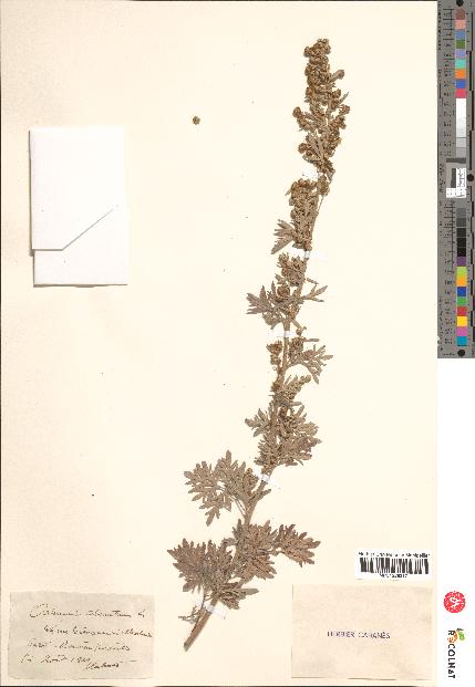 spécimen de Artemisia absinthium