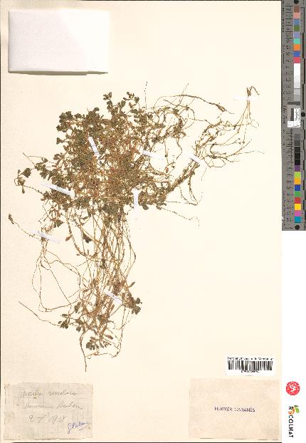 spécimen de Montia rivularis