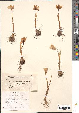 spécimen de Crocus carpetanus