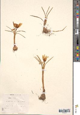 spécimen de Crocus nevadensis