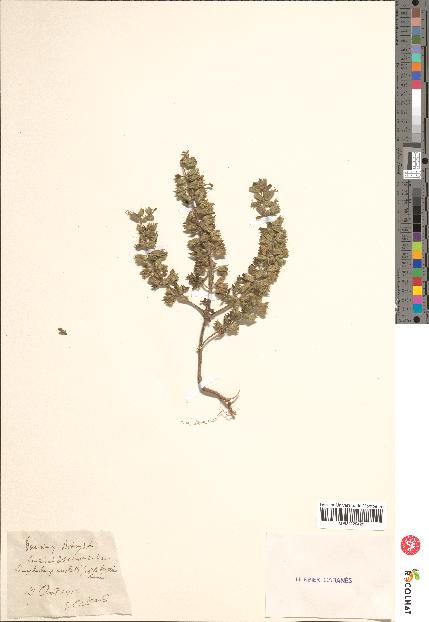 spécimen de Teucrium botrys