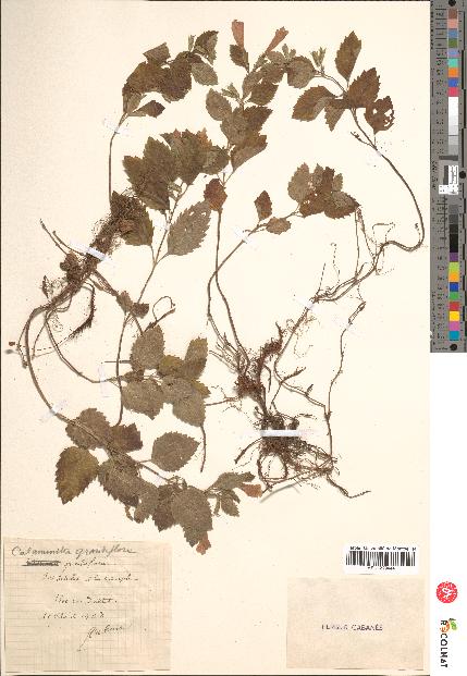 spécimen de Calamintha grandiflora