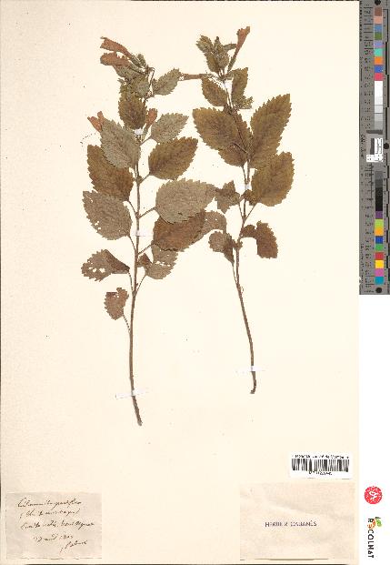 spécimen de Calamintha grandiflora