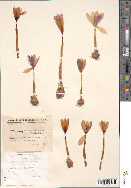 spécimen de Crocus serotinus