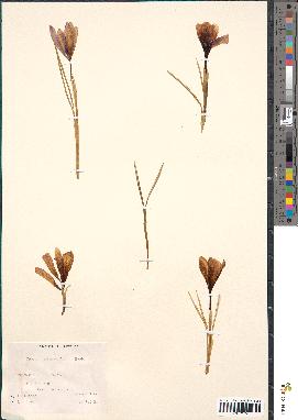 spécimen de Crocus tommasinianus