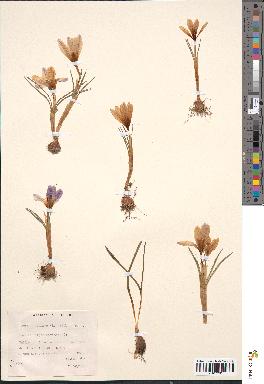 spécimen de Crocus vernus