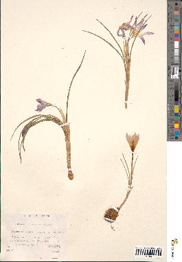 spécimen de Crocus versicolor