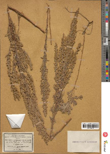 spécimen de Artemisia caerulescens