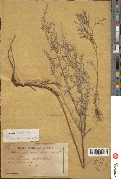 spécimen de Artemisia caerulescens