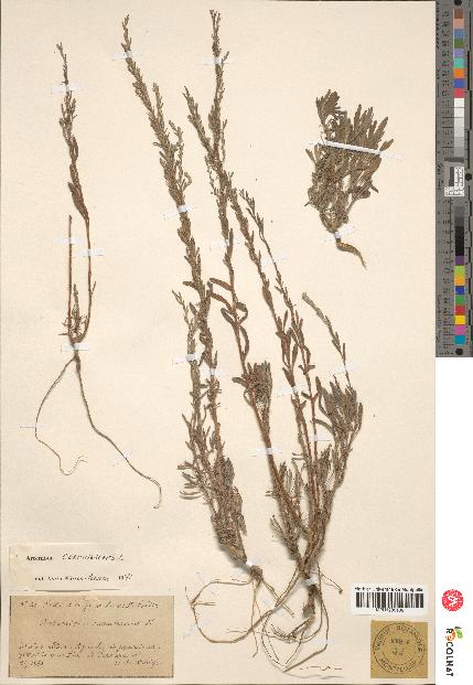 spécimen de Artemisia caerulescens