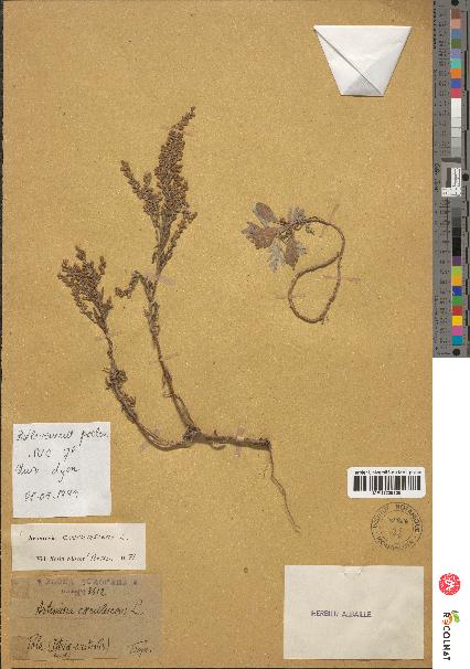 spécimen de Artemisia caerulescens