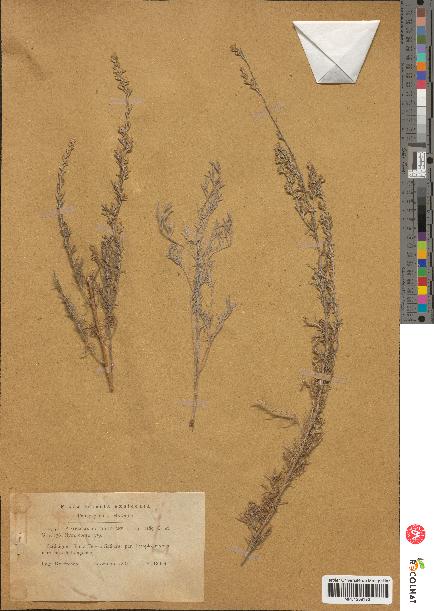 spécimen de Artemisia caerulescens