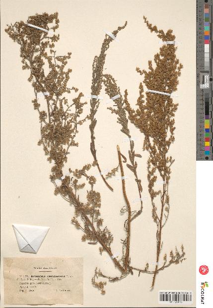 spécimen de Artemisia caerulescens