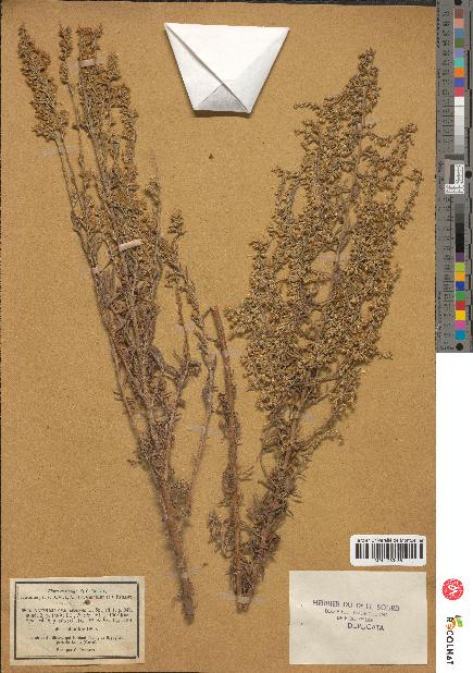 spécimen de Artemisia caerulescens