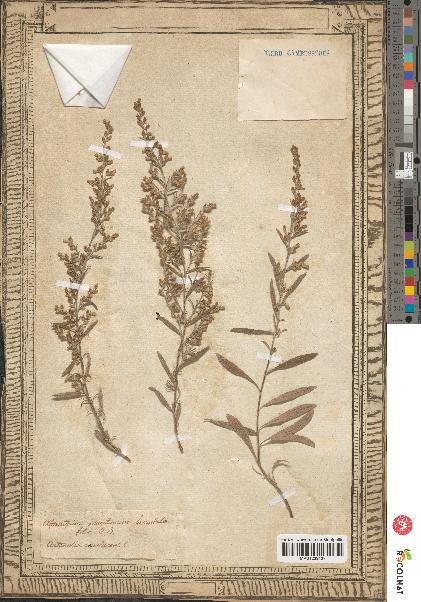 spécimen de Artemisia caerulescens