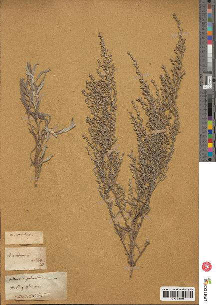 spécimen de Artemisia caerulescens