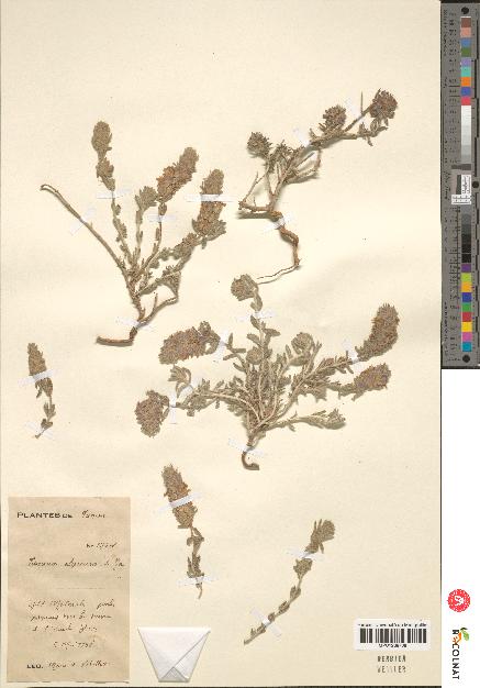 spécimen de Teucrium alopecurus