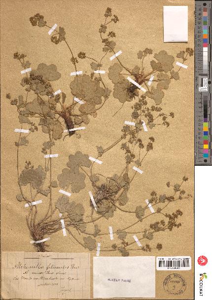 spécimen de Alchemilla filicaulis