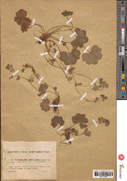 spécimen de Alchemilla filicaulis