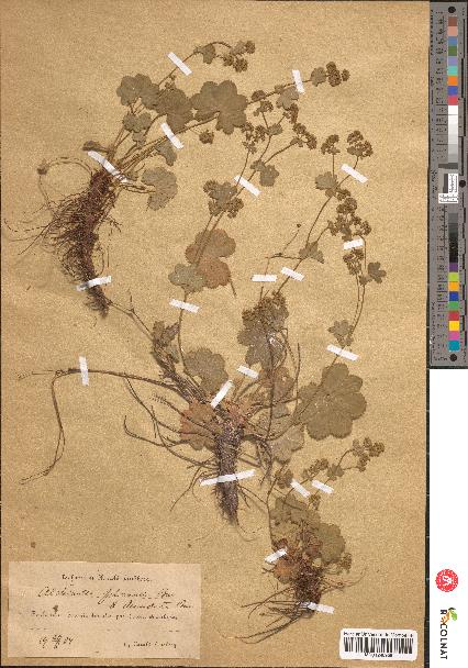 spécimen de Alchemilla filicaulis