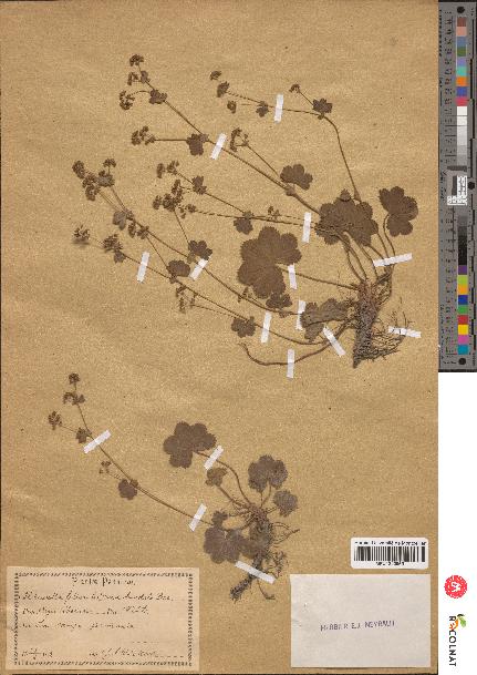 spécimen de Alchemilla filicaulis