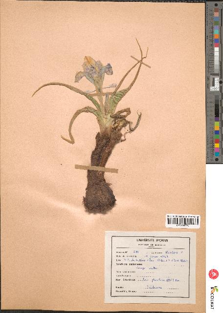 spécimen de Iris planifolia